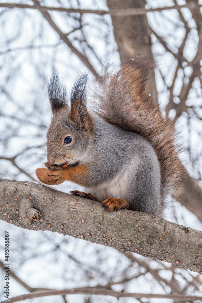 The squirrel with nut sits on tree in the winter or late autumn The squirrel with nut sits on tree in the winter or late autumn