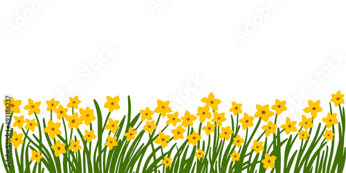 Flowers daffodils border vector illustration. Easter design. Isolated on white background.
