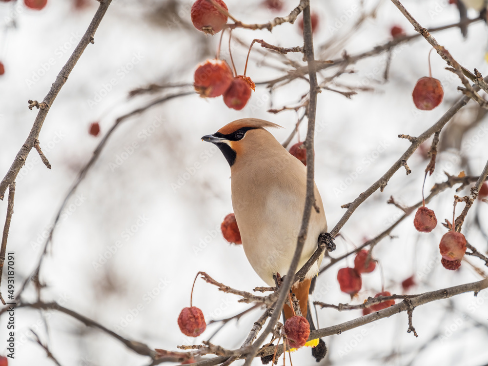 Bohemian Waxwing, Bombycilla garrulus, sitting on the bush and feeding on wild red apples in winter or early spring time. Bohemian Waxwing, Bombycilla garrulus, sitting on the bush and feeding on wild red apples in winter or early spring time.