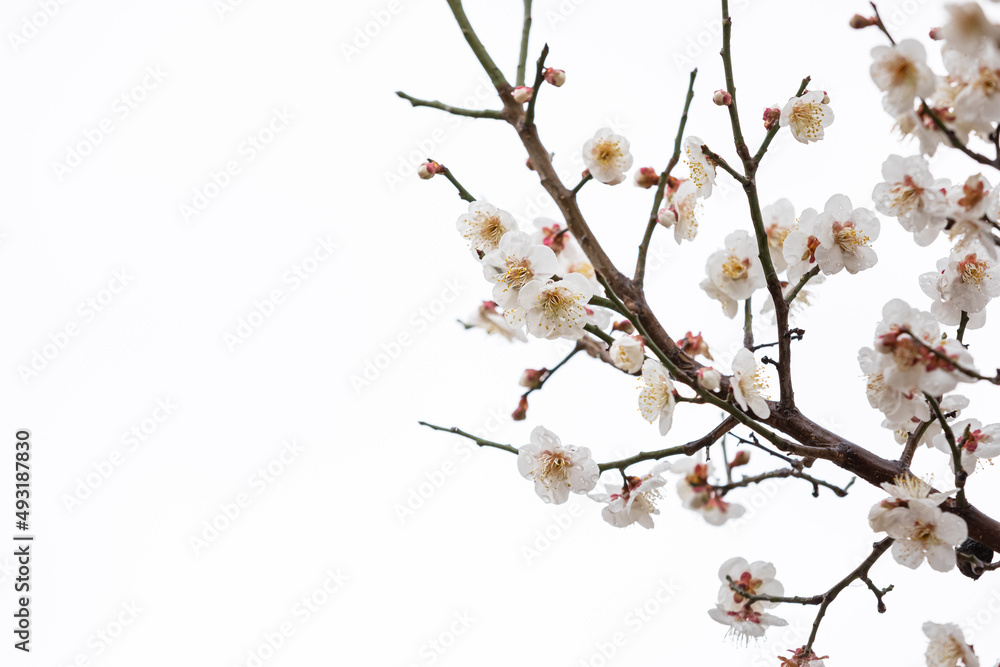 cherry blossom tree after rain