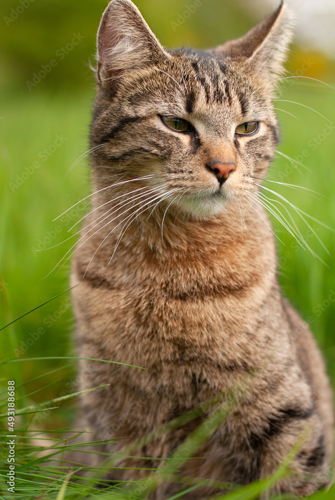 Cat is sitting in a meadow, spring and summer season, domestic animal, portrait
