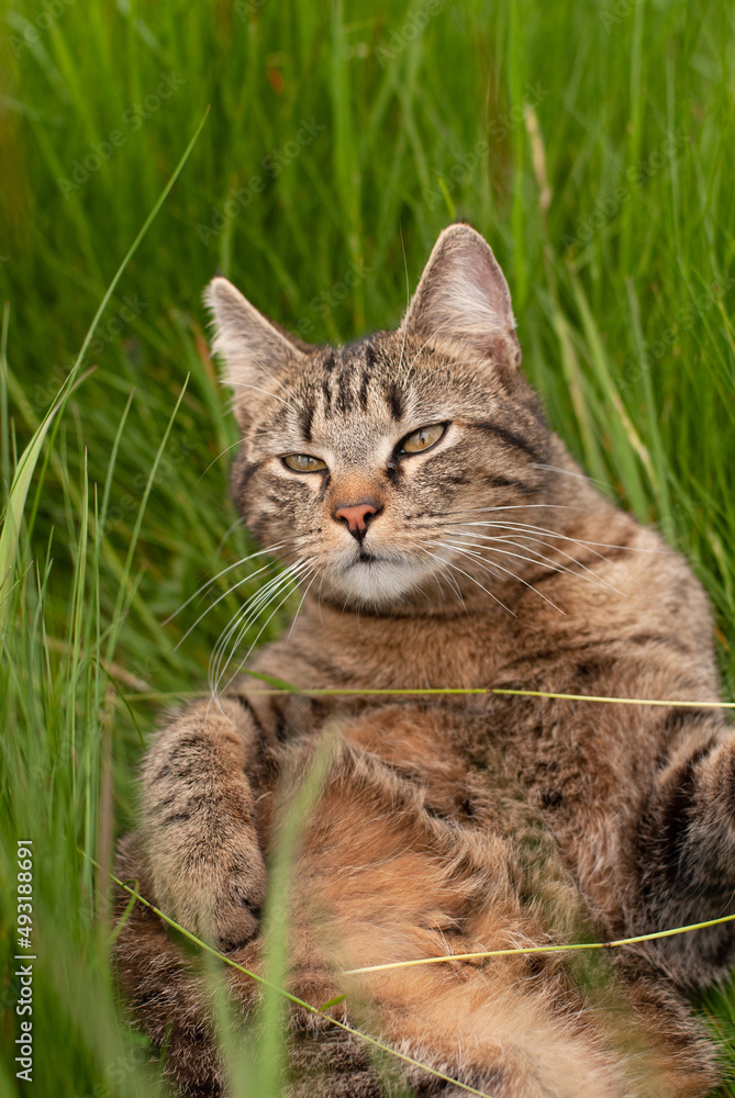 Cat is sitting in a meadow, spring and summer season, domestic animal, portrait
Cat is sitting in a meadow, spring and summer season, domestic animal, portrait