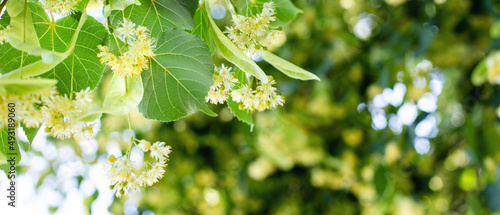 Spring banner background with Linden tree flowers clusters tilia cordata, europea, small-leaved lime, littleleaf linden bloom. Pharmacy, apothecary, natural medicine, healing herbal tea, aromatherapy photo