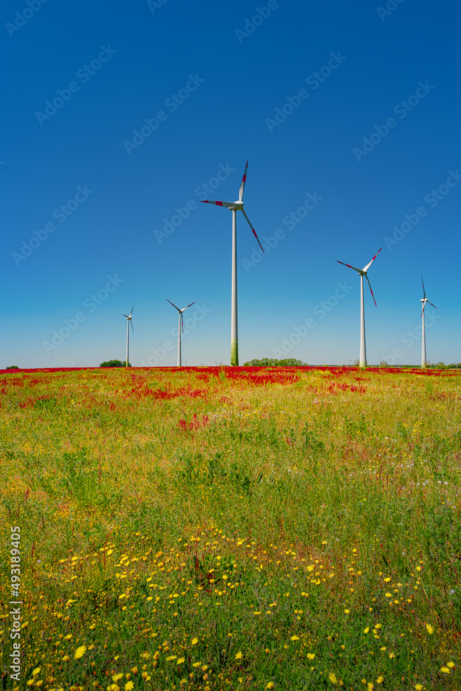 Beautiful farm landscape with meadow red and yellow flowers and wind turbines to produce green energy in Germany, Summer, at sunny day and blue sky.