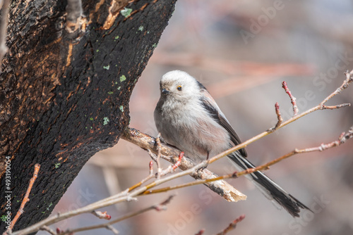 European long-tailed tit, latin name Aegithalos caudatus. A bird sitting on a branch in a deciduous forest.