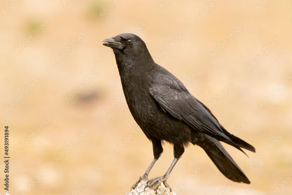 Carrion crow in a Mediterranean forest area of its territory with the first light of the day Carrion crow in a Mediterranean forest area of its territory with the first light of the day