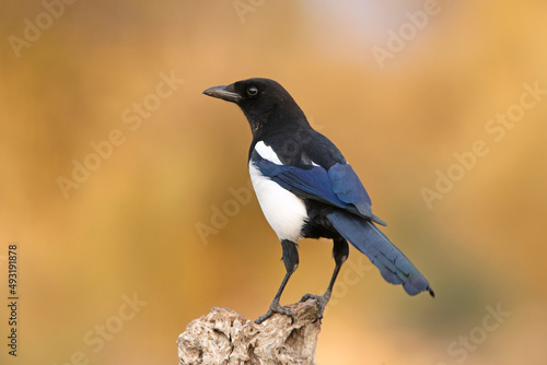 Common magpie with the first light of the day on a cold winter day in a Mediterranean forest © Jesus