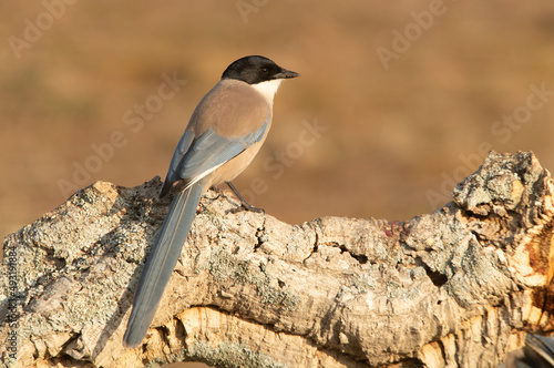 Azure-winged magpie in an area of Mediterranean scrub and forest in its territory with the first light of day photo