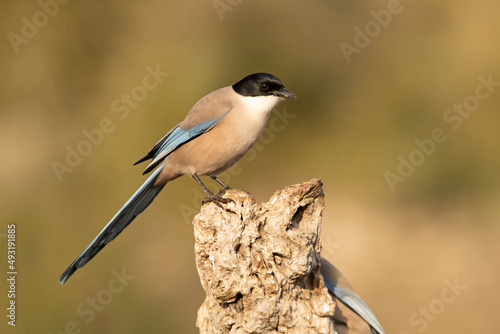 Azure-winged magpie in an area of Mediterranean scrub and forest in its territory with the first light of day © Jesus