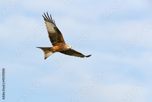 Red kite in flight with the first light of the day