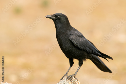 Carrion crow in a Mediterranean forest area of its territory with the first light of the day © Jesus