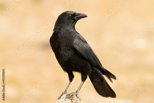 Carrion crow in a Mediterranean forest area of its territory with the first light of the day