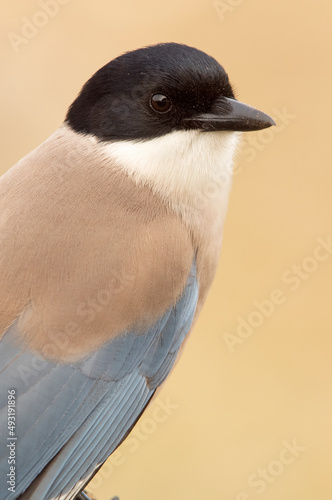 Close-up of the head of an Azure-winged magpie in the early light of day photo