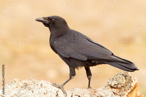 Carrion crow in a Mediterranean forest area of its territory with the first light of the day
