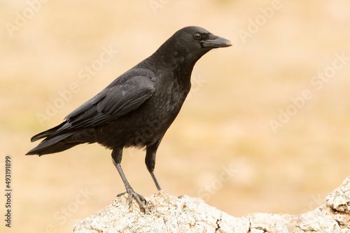 Carrion crow in a Mediterranean forest area of its territory with the first light of the day © Jesus