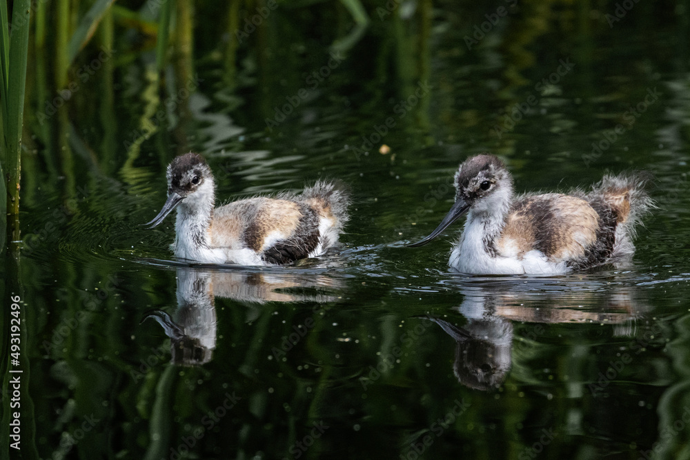 Two Baby Avocet swimming on water with ripples Two Baby Avocet swimming on water with ripples