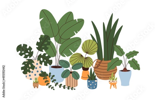 Indoor plants in pots. Green-leaf houseplants composition. Home garden with house greenery, vegetation, succulent in planter, basket, flowerpot. Flat vector illustration isolated on white background