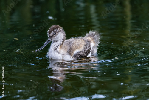 Baby Avocet swimming on water with ripples  photo