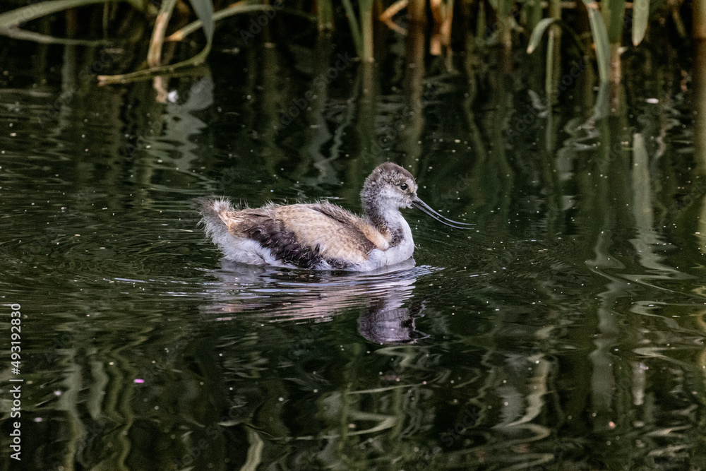 Baby Avocet swimming on water with ripples 
