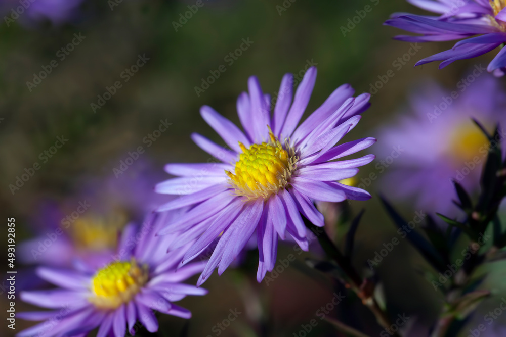 Obraz premium old autumn flowers with damage and other disadvantages