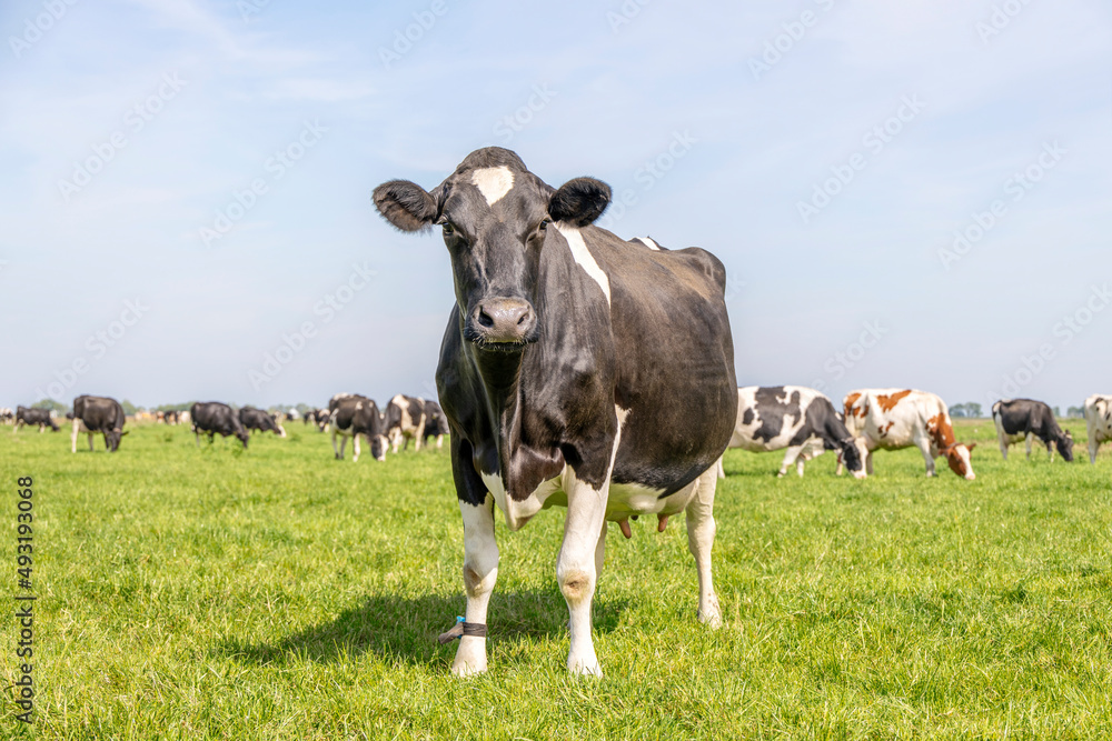 Cow grazing in a field, standing in a pasture under a blue sky and a horizon over land