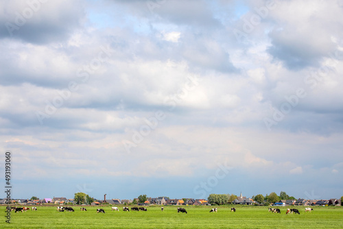 Cows in a field, grazing in a meadow, peaceful and sunny in Dutch landscape ,blue sky and horizon over land
