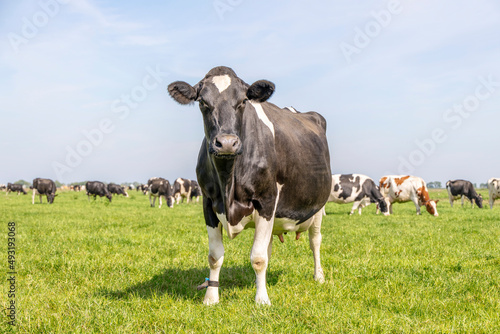 Cow grazing in a field, standing in a pasture under a blue sky and a horizon over land © Clara