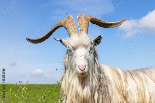 White goat, large horns, long hair and pink nose, fairy animal, old dutch breed, blue background, goatee