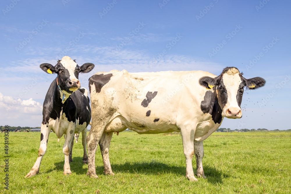 Two cows looking cheeky curious and cheerful together, black and white in a green field and blue sky horizon over land