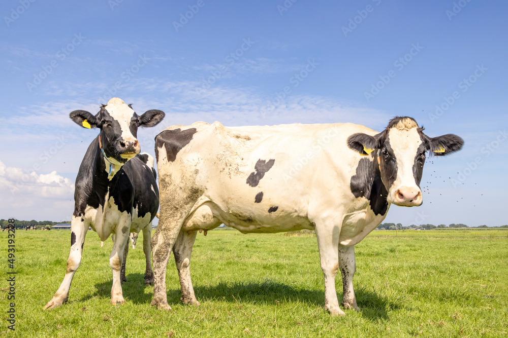 Two cows looking cheeky curious and cheerful together, black and white in a green field and blue sky horizon over land Two cows looking cheeky curious and cheerful together, black and white in a green field and blue sky horizon over land