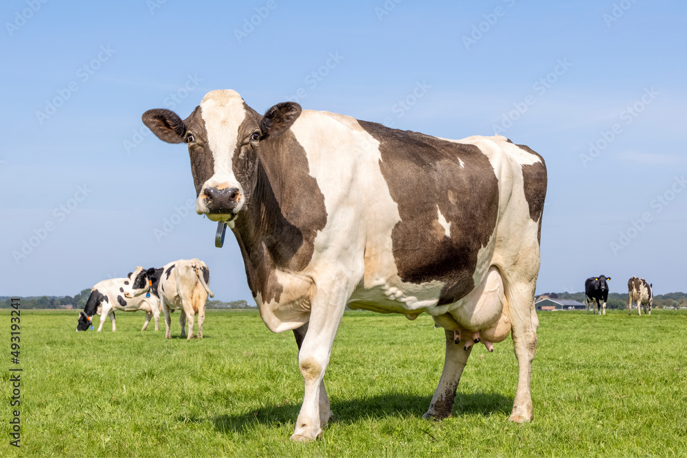 Cow brown and white, large udder, standing on green grass in a pasture in the Netherlands, a blue sky
