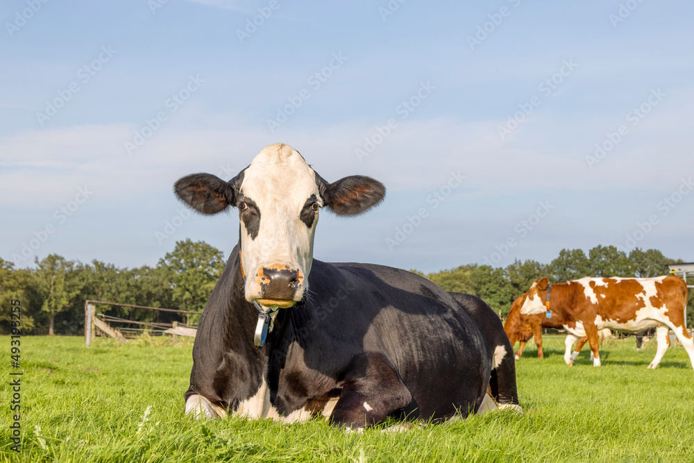 Cute cow lies in the field, lying down happy in green grass, black eye patches, with eye patches and black ears, blue sky and copy space