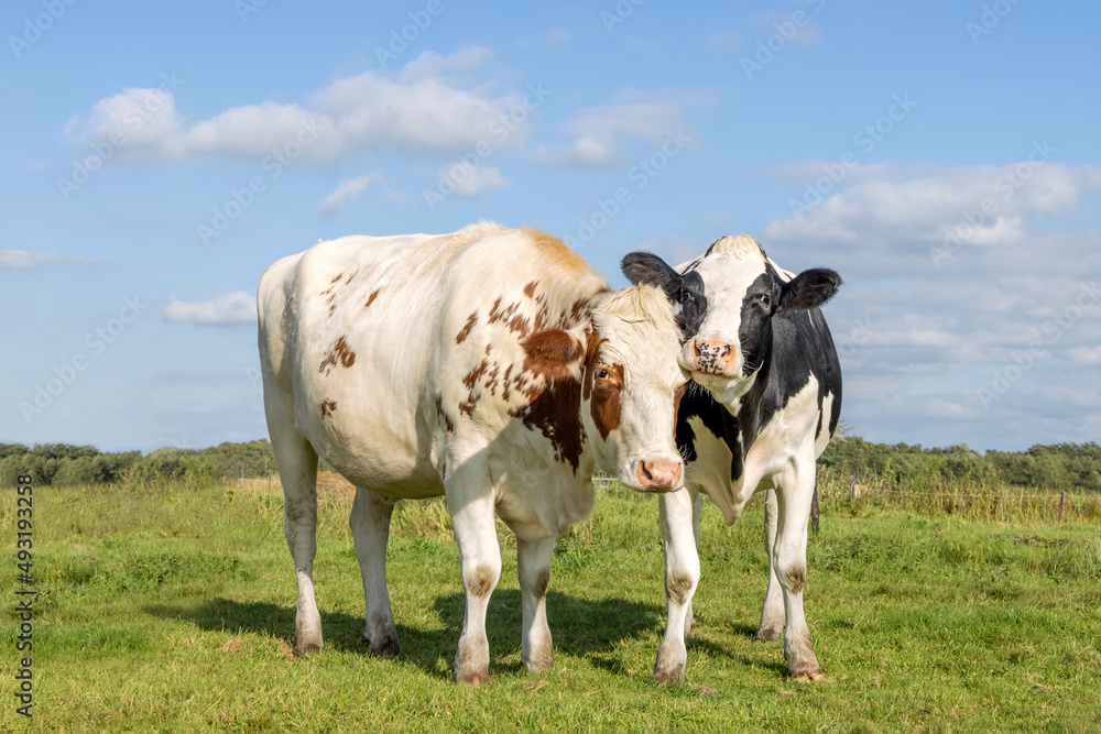 Cow love, friends playfully cuddling in a pasture under a blue sky, two calves rubbing heads, diversity colors Cow love, friends playfully cuddling in a pasture under a blue sky, two calves rubbing heads, diversity colors