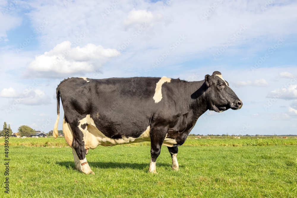 Dairy cow, large udder, standing in a pasture in the Netherlands, black and white and a blue sky Dairy cow, large udder, standing in a pasture in the Netherlands, black and white and a blue sky