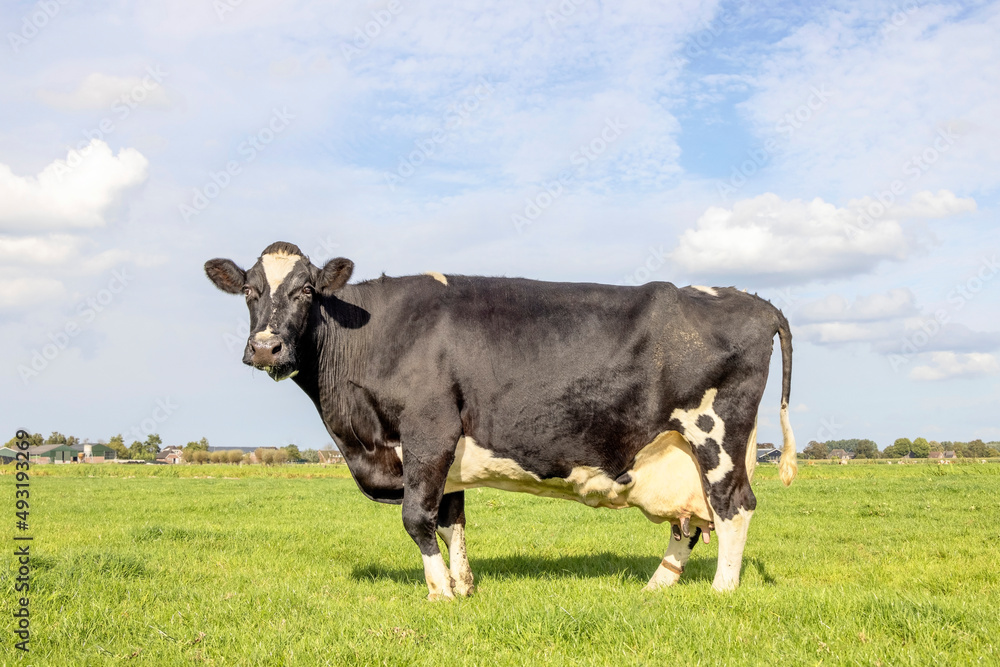 Old cow (14 year), large udder, standing in a pasture in the Netherlands, black and white and a blue sky Old cow (14 year), large udder, standing in a pasture in the Netherlands, black and white and a blue sky
