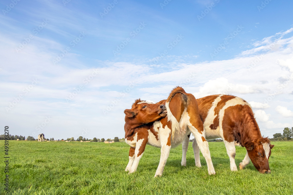 Two calf, itch licking back, small udder, grazing calm, standing in a pasture under a blue sky Two calf, itch licking back, small udder, grazing calm, standing in a pasture under a blue sky