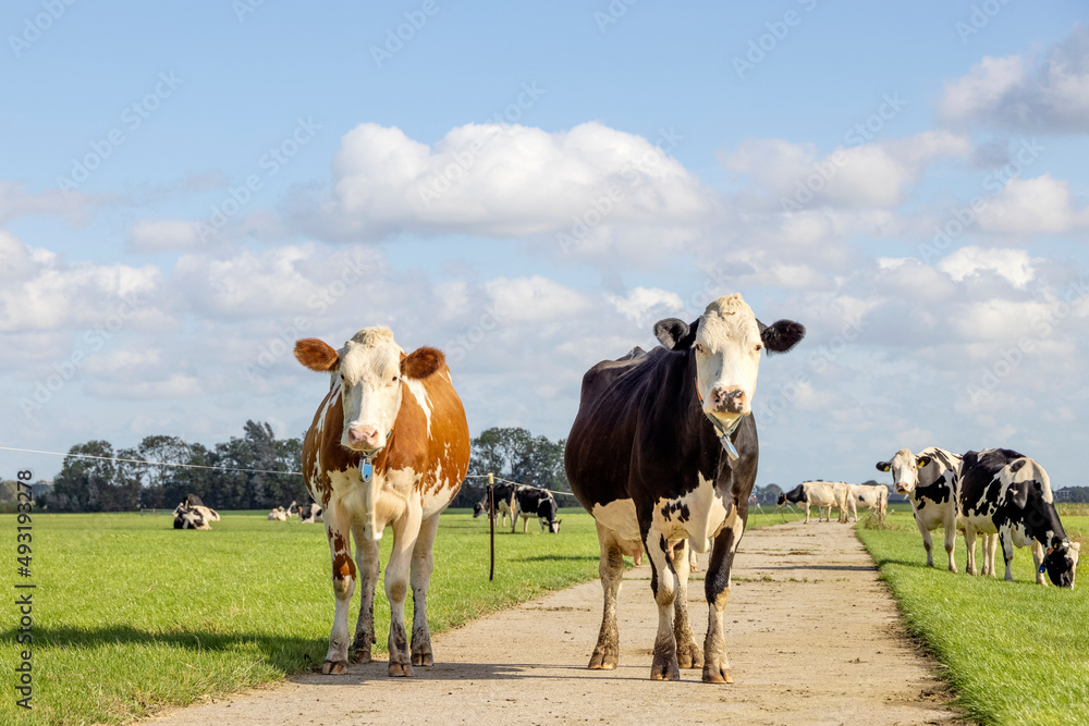 Obraz premium Two cowsblack and red, fleckvieh, walking on a path in a pasture, blue sky, looking happy and calm