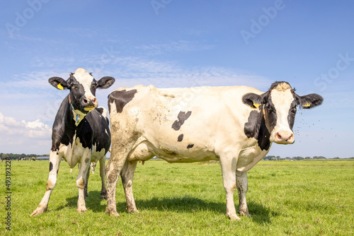 Two cows looking cheeky curious and cheerful together, black and white in a green field and blue sky horizon over land © Clara