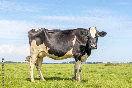 1 cow  side view  frisian holstein black and white standing in a pasture under a blue sky and horizon over land