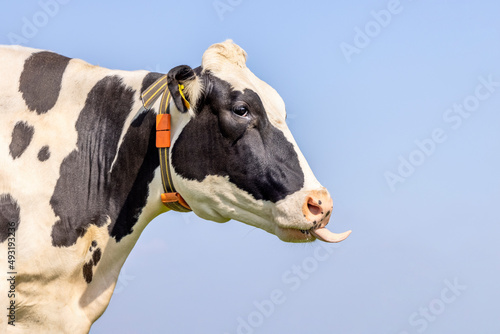 Cute cow licks her lips off or stick out her tongue  left side and a blue sky