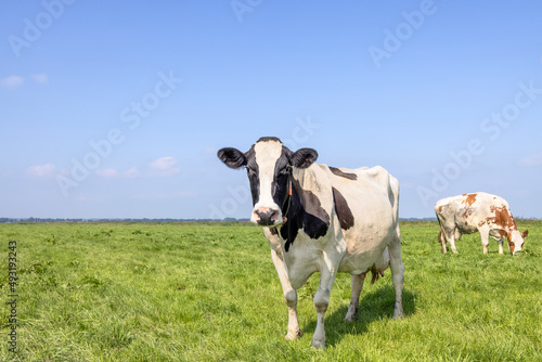 Cow black and white, copy space, looking at the camera standing in a pasture, blue sky horizon over land