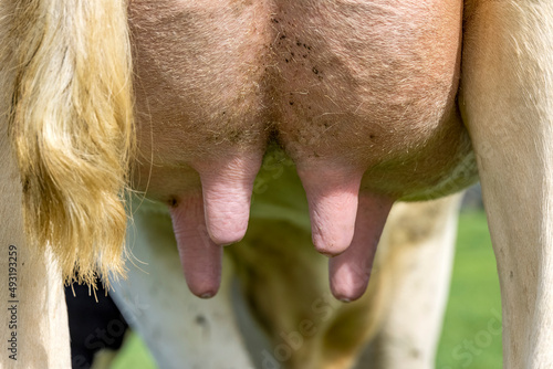 Cow udder and teat close up, soft pink and mammary