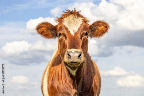 Cow calf head red fur with droopy eyes and brown nose  lovely and innocent on a blue cloudy background