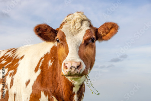 Cow portrait, a cute red bovine, white blaze, pink nose and looking friendly, chewing blades of grass © Clara