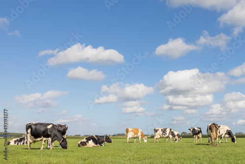 Herd cows grazing in the pasture  peaceful and sunny in Dutch landscape of flat land with a blue sky with clouds