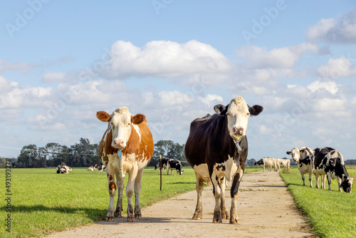 Two cowsblack and red, fleckvieh, walking on a path in a pasture, blue sky, looking happy and calm