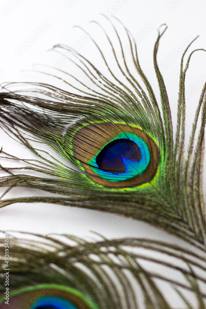 Fototapeta premium Peacock feather on a white background