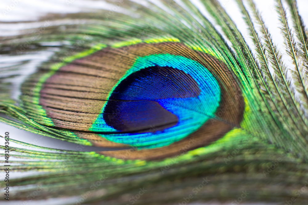 Fototapeta premium Peacock feather on a white background