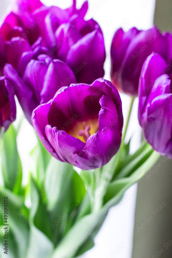 Bouquet of lilac tulips close-up. Spring bouquet Bouquet of lilac tulips close-up. Spring bouquet