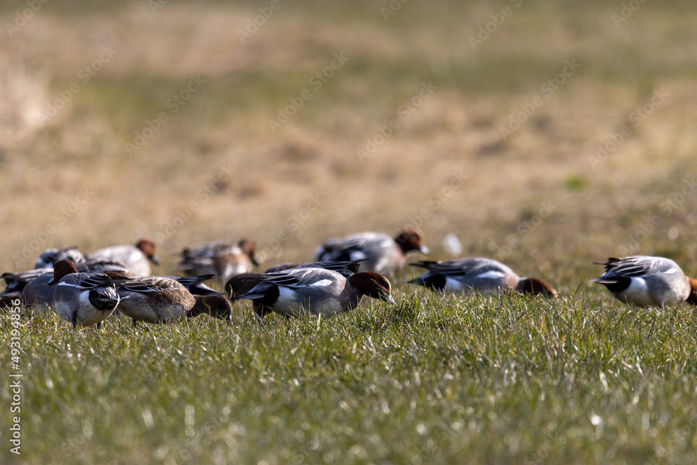 Tafelenten auf einer Wiese bei der Futtersuche Tafelenten auf einer Wiese bei der Futtersuche